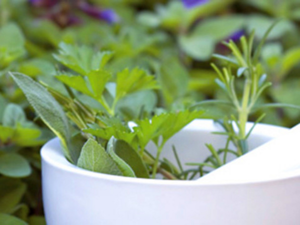 Heilpflanzen in einer Schale - Immanuel Krankenhaus Berlin - Naturheilkunde Studien Heilpflanzen in einer Schale - Immanuel Krankenhaus Berlin - Naturheilkunde Studien